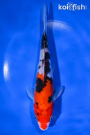 7.75" SANKE