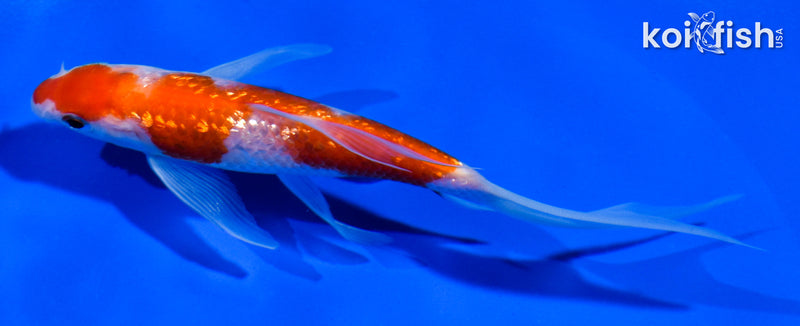 5" GINRIN KOHAKU BUTTERFLY