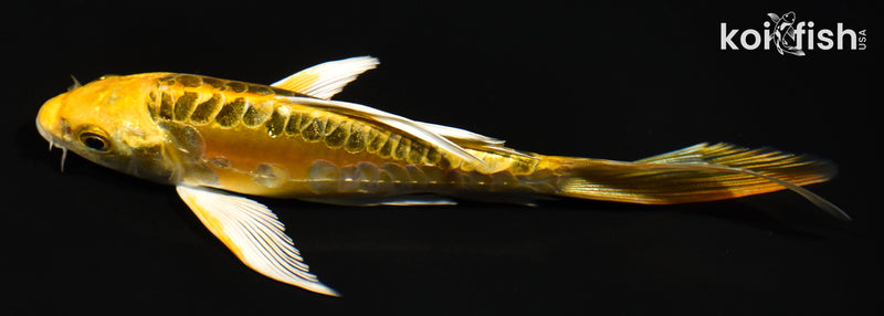 6" DOITSU KI MATSUBA BUTTERFLY