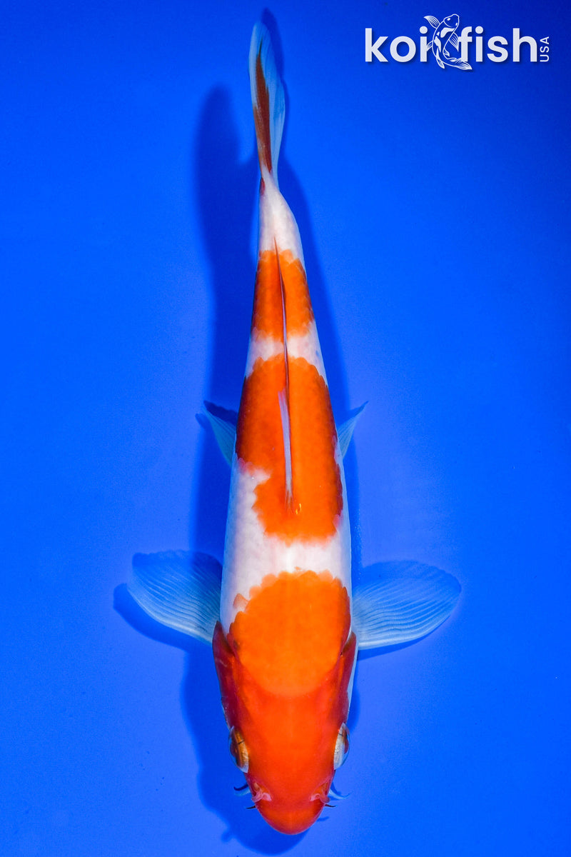 6.5" SANDAN KOHAKU