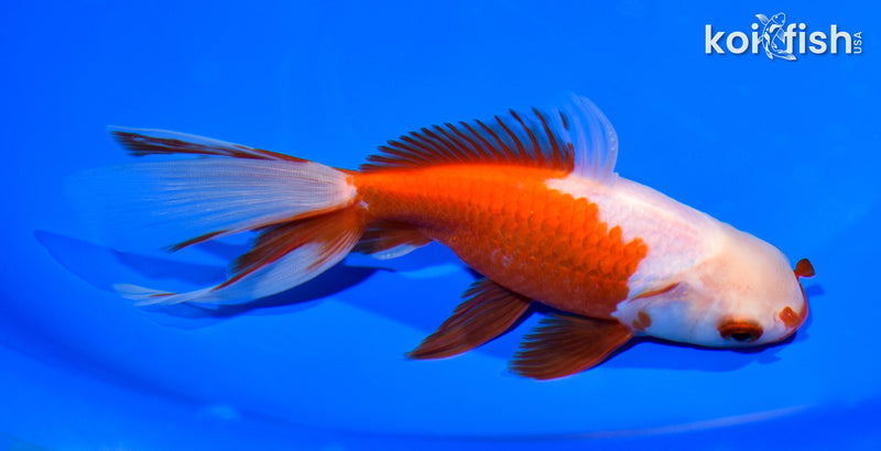5.75" WATONAI GOLDFISH