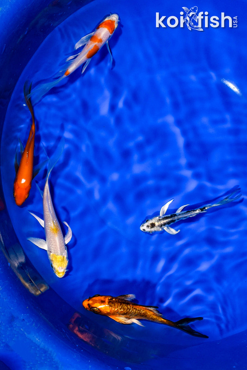 PACK OF (5) 3-4" BUTTERFLY KOI