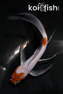 5" OCHIBA SHIGURE BUTTERFLY