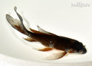 7" OCHIBA SHIGURE BUTTERFLY