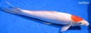 13.25" TANCHO KOHAKU