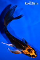 5" BENI GINGA BUTTERFLY