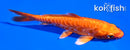 4.5" ARAGOKE ORENJI OGON