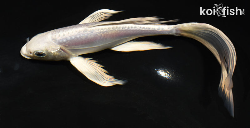 6.5" DOITSU PLATINUM OGON BUTTERFLY