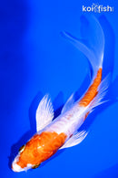 5.25" KIKUSUI BUTTERFLY