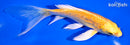 5.5" GINRIN YAMABUKI OGON BUTTERFLY