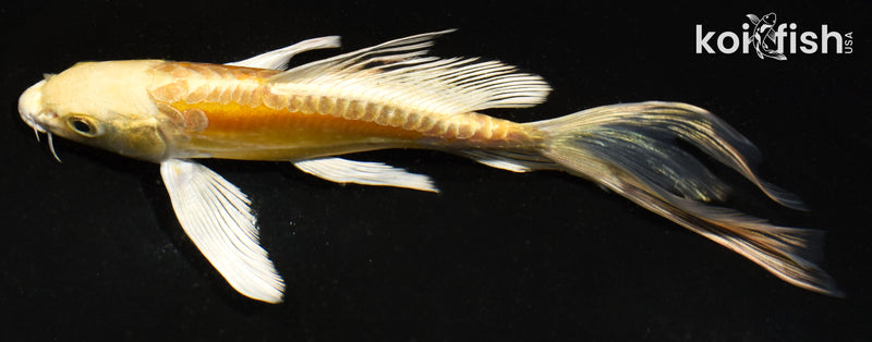 5.5" DOITSU YAMABUKI OGON BUTTERFLY