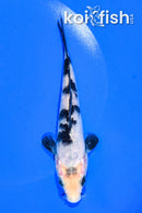 5.25" SHIRO BEKKO