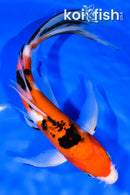 10" SANKE BUTTERFLY