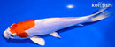 8" KIKUSUI