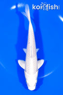 6.75" PLATINUM OGON