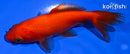 4" WAKIN GOLDFISH