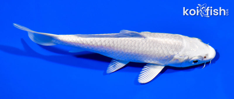 5" PLATINUM OGON