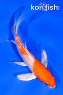 4" HARIWAKE BUTTERFLY