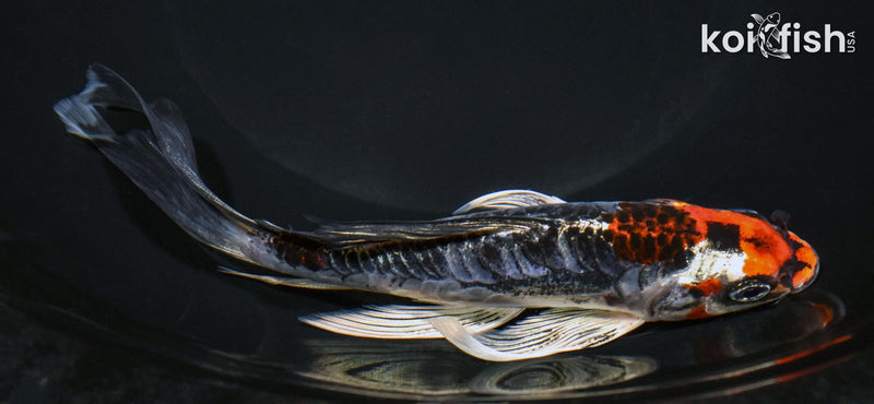 7.5" ARAGOKE BENI KIKOKURYU BUTTERFLY