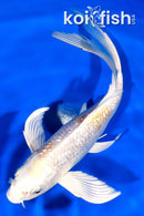 8" GINRIN HARIWAKE BUTTERFLY