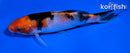 5" SANKE
