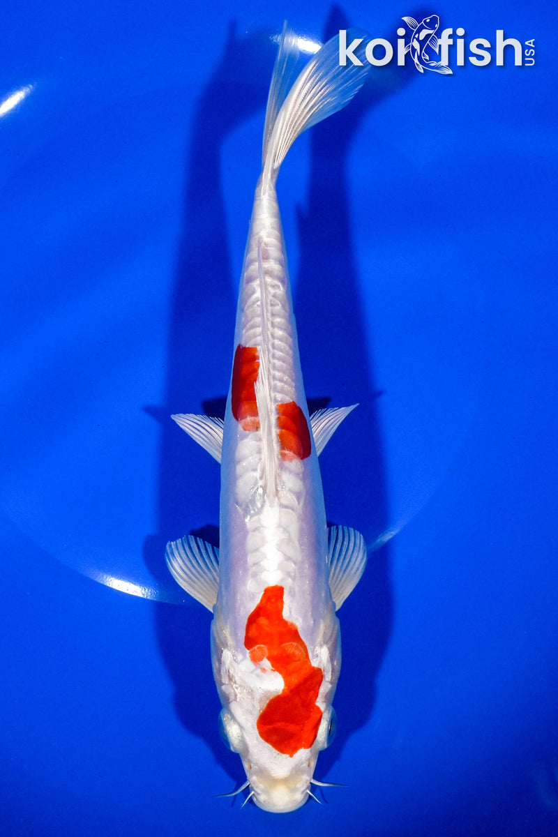 7.75" KIKUSUI