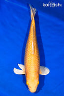 14.25" GINRIN YAMABUKI OGON