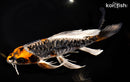 10.25" BENI KIKOKURYU BUTTERFLY