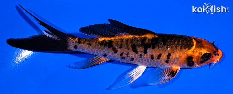 5.25" ORENJI BEKKO BUTTERFLY