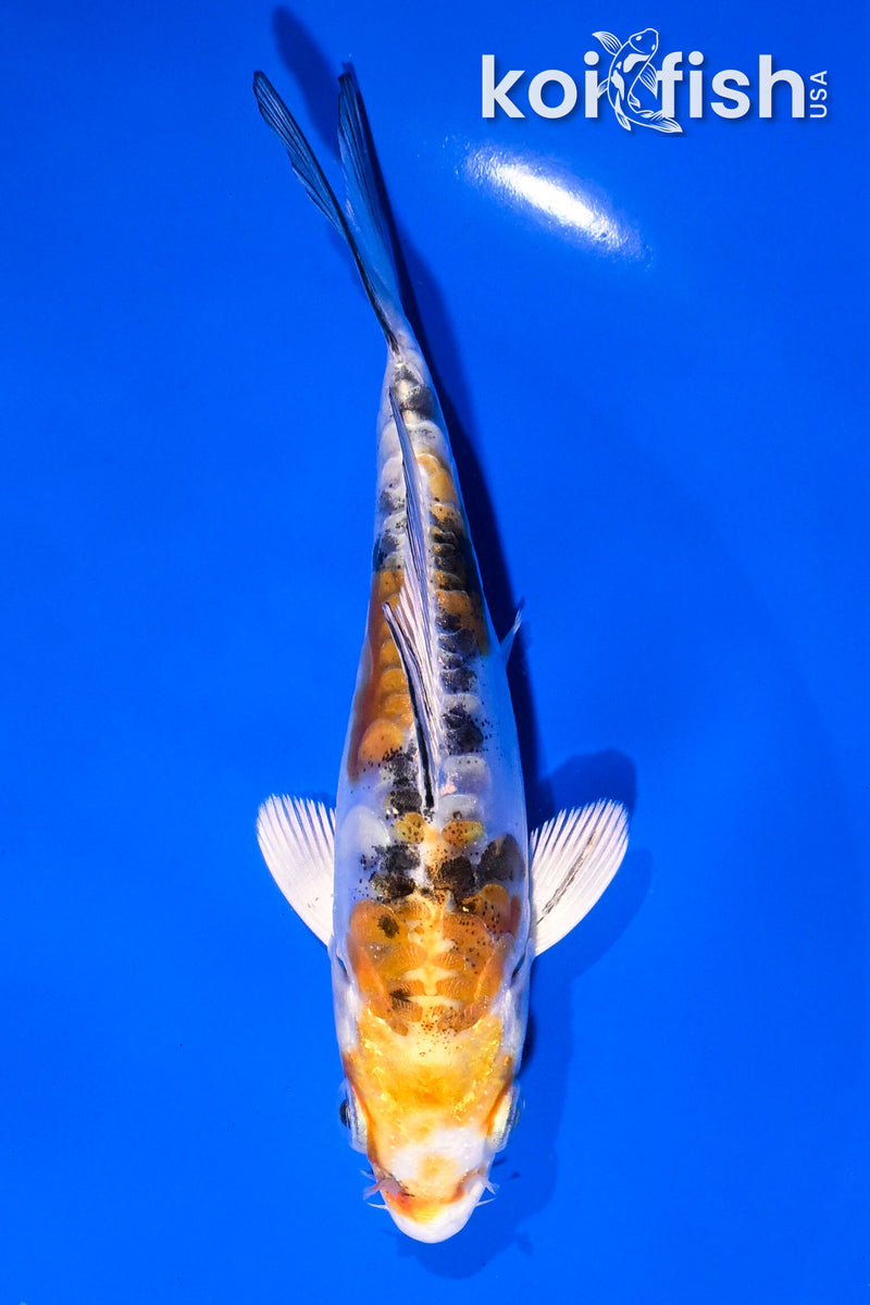 4.5" ARAGOKE HEISEI NISHIKI