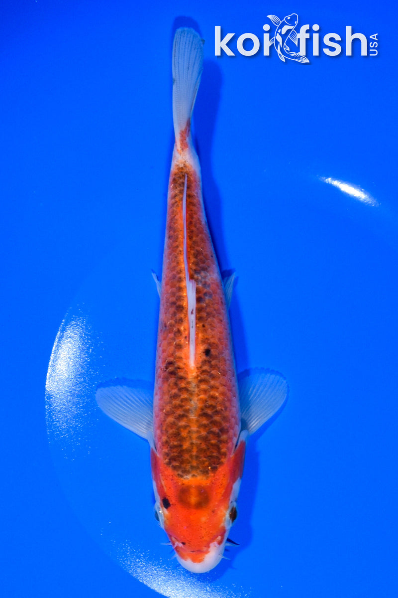 7.25" GOROMO