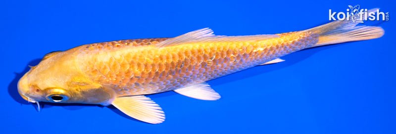 4.75" GINRIN YAMABUKI OGON