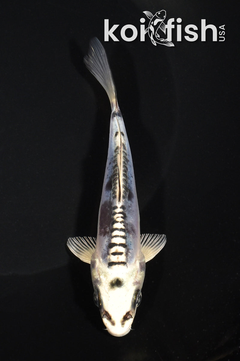 5.25" KIKOKURYU
