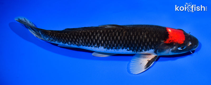 11.25" TANCHO BENI MATSUKAWABAKE