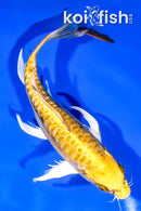 8" KIN KIKOKURYU BUTTERFLY