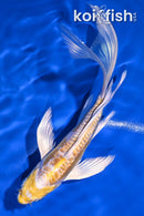 6.75" DOITSU LEMON HARIWAKE BUTTERFLY