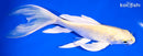 7.25" YAMABUKI OGON BUTTERFLY
