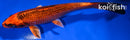 6.25" KIN ORENJI MATSUBA