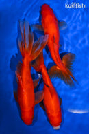 PACK OF (5) 5.5-6.5" WAKIN GOLDFISH