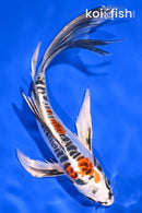 7.5" DOITSU KUJAKU BNUTTERFLY