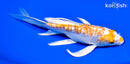 6.75" KIKUSUI BUTTERFLY