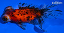 4.75" TELESCOPE FANTAIL GOLDFISH
