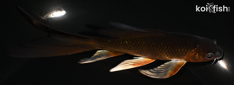 5.75" METALLIC CHAGOI BUTTERFLY