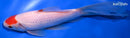 7.25" TANCHO SARASA COMET GOLDFISH