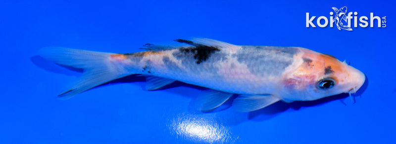 5.25" SANKE