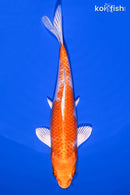 6.75" HARIWAKE
