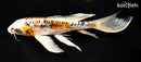 9.75" BENI KIKOKURYU BUTTERFLY