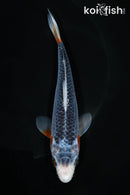 5.75" ASAGI
