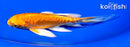 5.5" ARAGOKE ORENJI OGON BUTTERFLY
