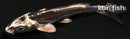 4" KIKOKURYU